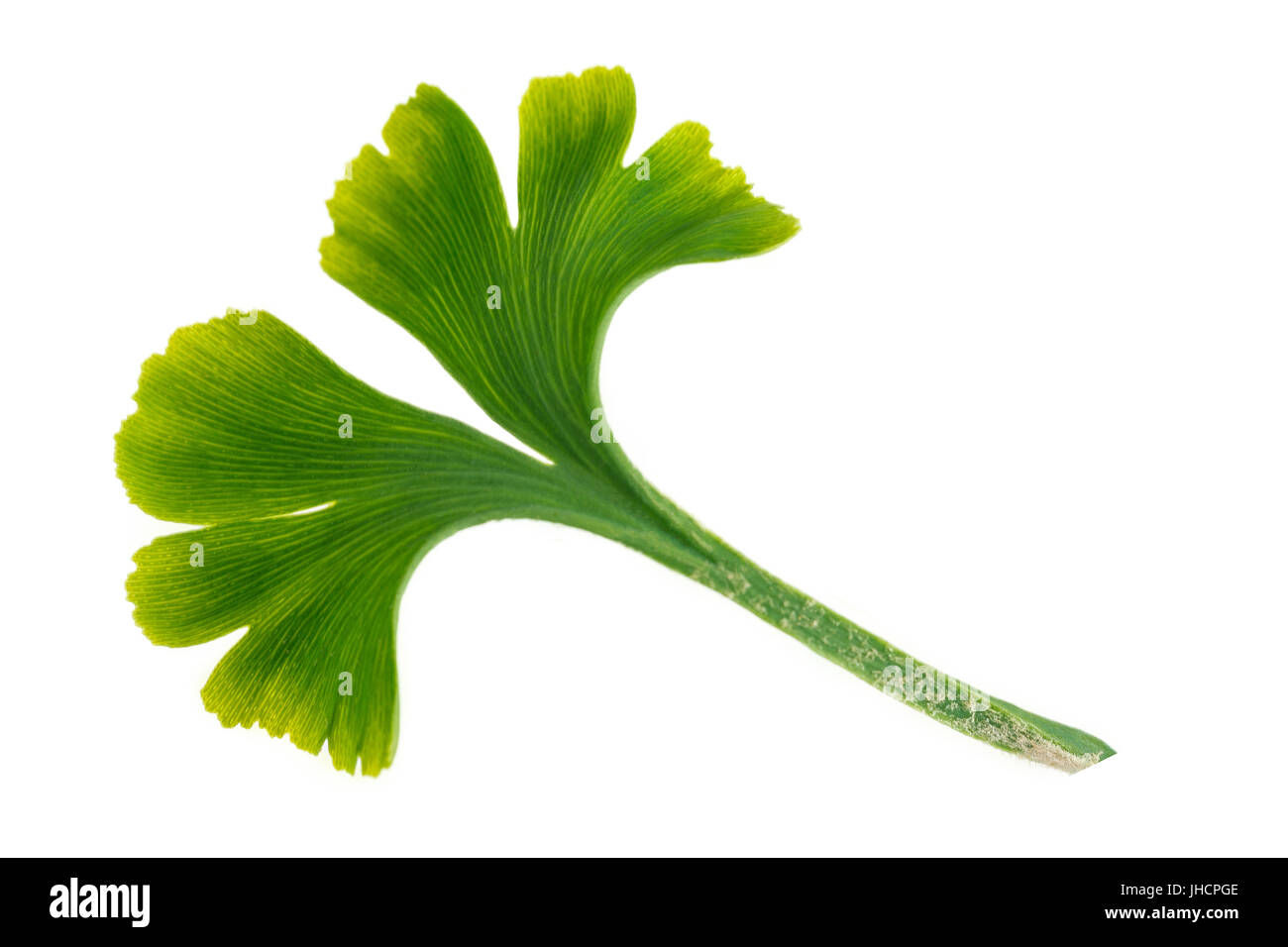 Ginkgo Biloba frische Blätter auf weiß Stockfoto