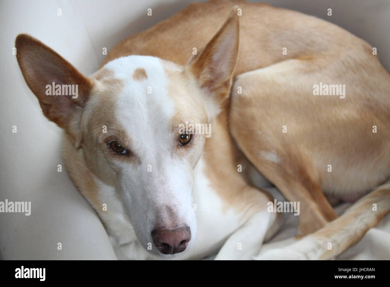 Husky in einem Stuhl posiert für die Kamera Stockfoto