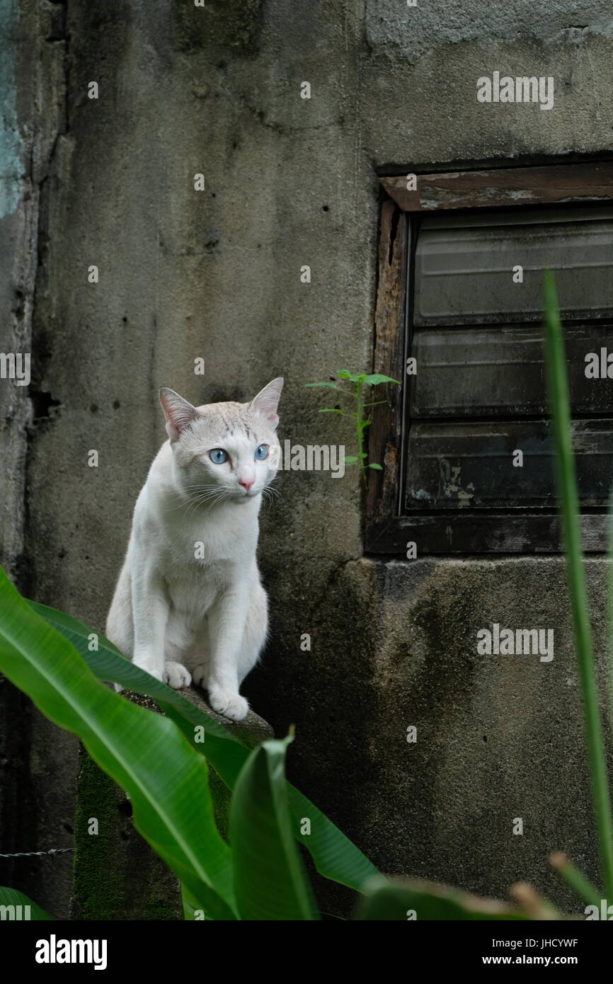 Eine Katze an einer Wand Stockfoto