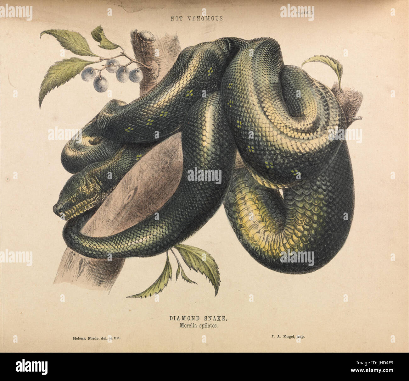 Helena Forde - Diamond Snake, Morelia Spilotes- Stockfoto