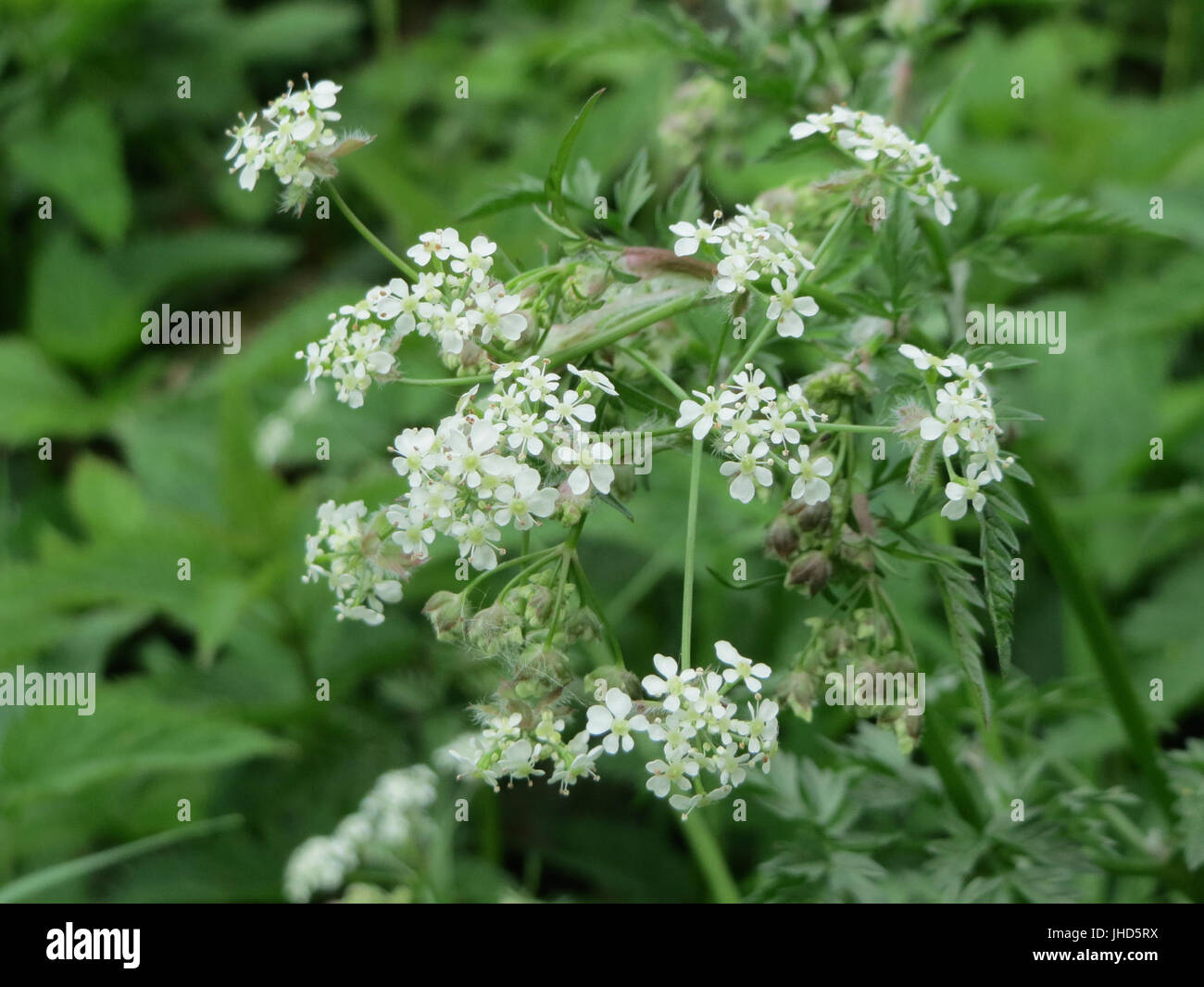 20150507Chaerophyllum temulum2 Stockfoto
