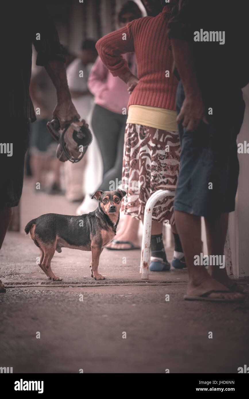 Barra do Sul, Santa Catarina, Brasilien - 8. Juli 2017: Street Hund wartet auf etwas zu essen. Stockfoto