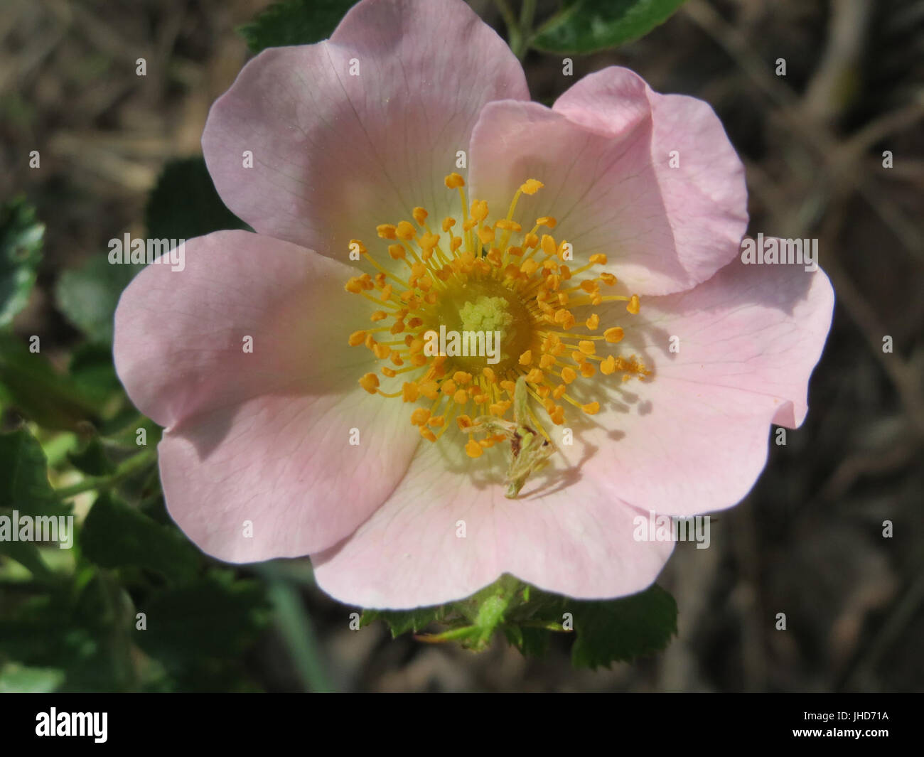 20150515Rosa rubiginosa2 Stockfoto