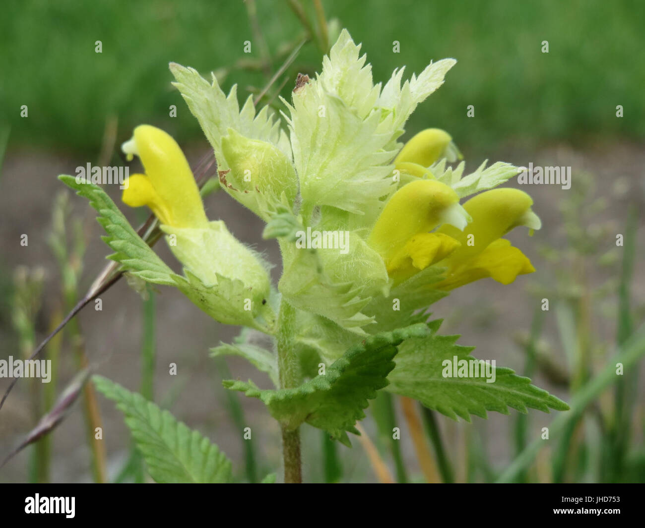 Dieses Bild zeigt die Pflanzenart Rhinanthus alectorolophus, eine parasitäre Pflanze, die für ihre Interaktion mit Wirtspflanzen bekannt ist. Sie hebt die einzigartigen Eigenschaften dieser Pflanze und ihre ökologische Rolle hervor. Stockfoto