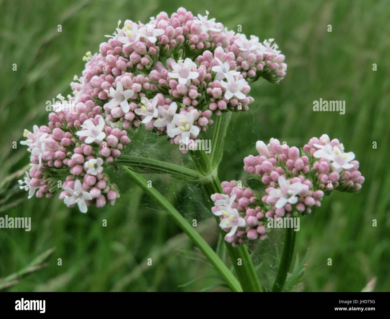 20150516Valeriana officinalis Stockfoto