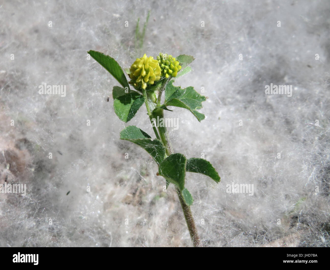 20150518Medicago lupulina Stockfoto