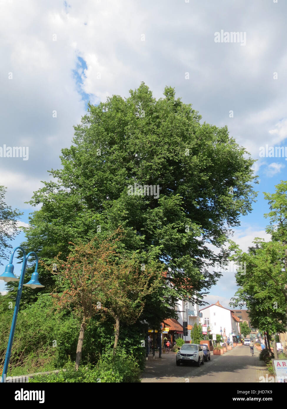 20150521Ulmus glabra1 Stockfoto