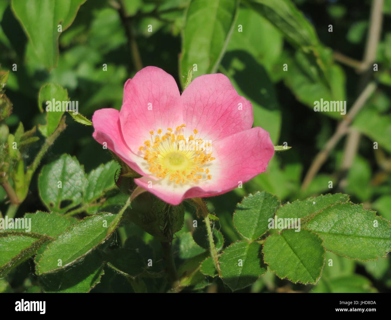 20150603Rosa rubiginosa3 Stockfoto