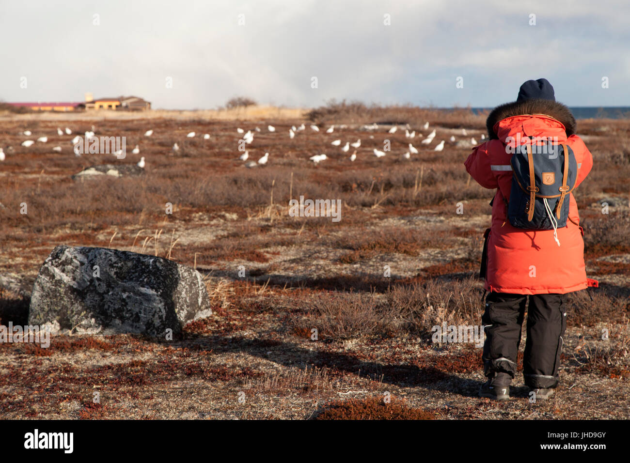 Eine Frau beobachtet Alpenschneehuhn (Lagopus Muta) in der Tundra von Manitoba, Kanada. Die Vögel beziehen sich auf Schneehuhn. Stockfoto