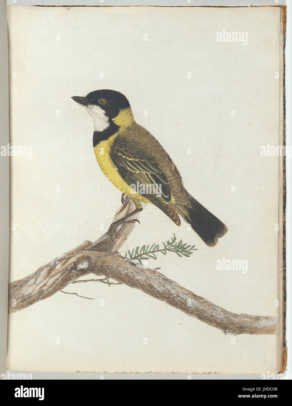 John Lewin - schwarze Krone Soor. Lewin, John. Vögel von New South Wales mit ihrer Naturgeschichte. Sydney-G. Howe...- Stockfoto