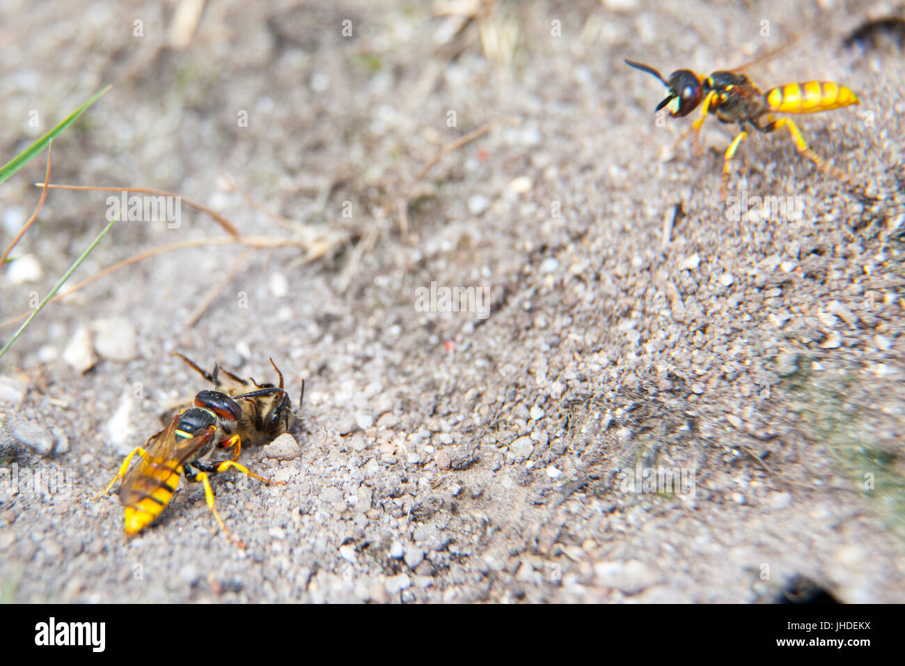 Beewolf Wespe Philanthus mit gelähmten Honigbiene ergriffen, um die Wespen Burrow - Ankündigung zweite Biene Wolf Wespe mit keine Biene. Stockfoto