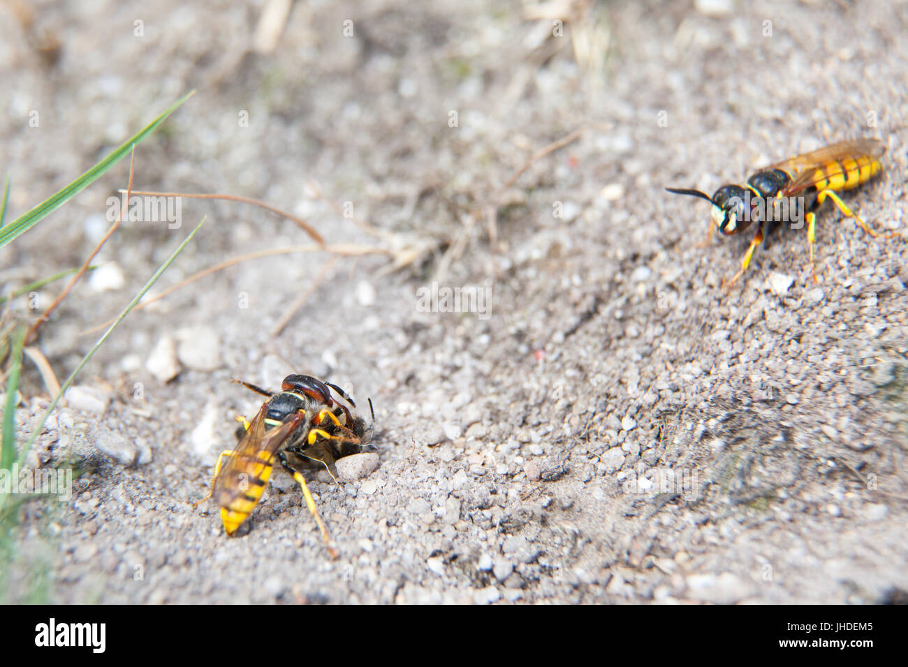 Beewolf Wespe Philanthus mit gelähmten Honigbiene ergriffen, um die Wespen Burrow - Ankündigung zweite Biene Wolf Wespe mit keine Biene. Stockfoto