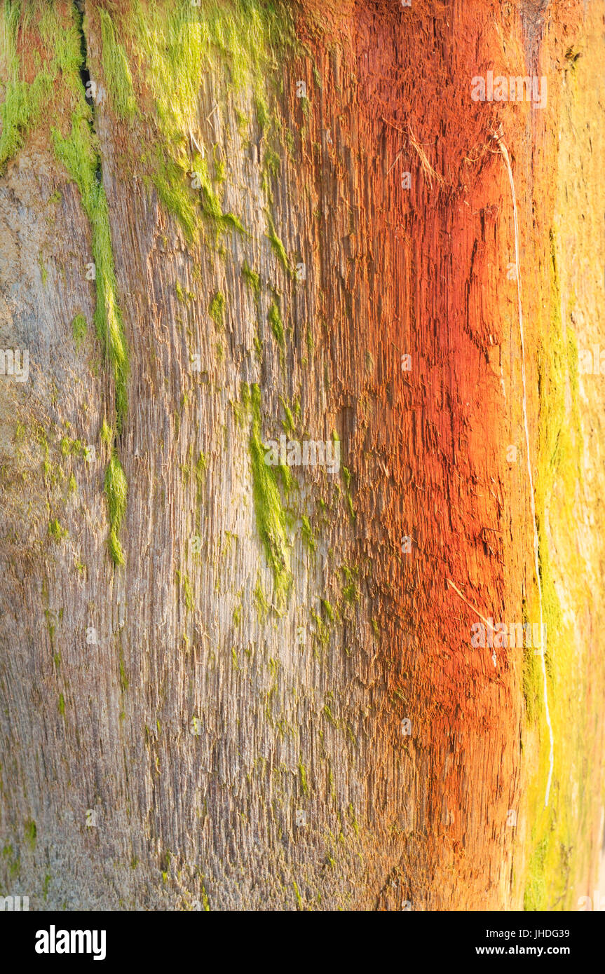 Textur von blass braun, Orange, gelb und grün, aus verwittertem Holz Strand Post mit anhänglichen moosigen Meeresflora. Stockfoto