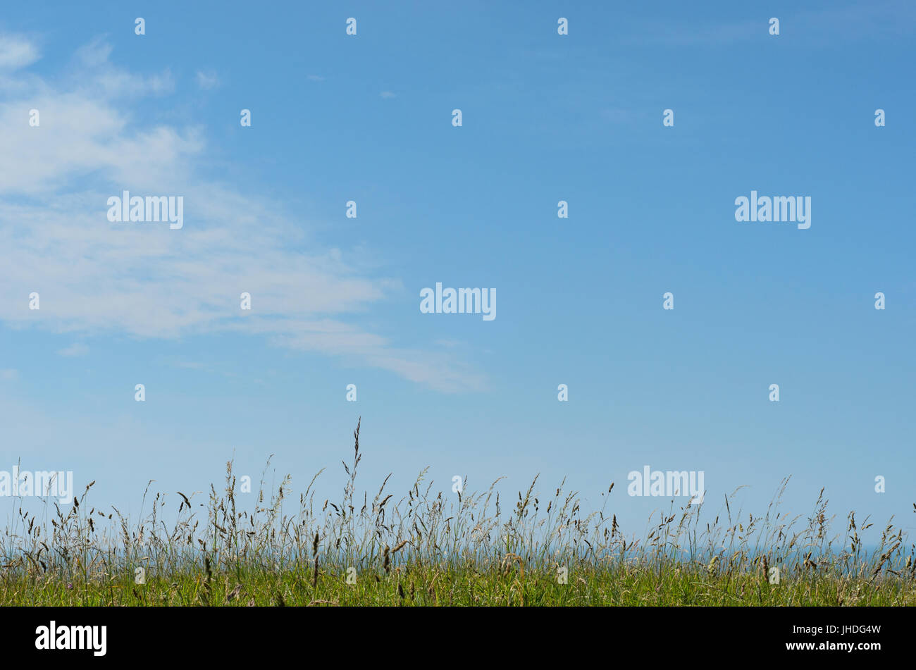 Einem Hügel in große, Wilde Gräser, direkt am Meer mit strahlend blauem Himmel und leichte weiße flauschige Wolke über Bereitstellung textfreiraum abgedeckt. Stockfoto