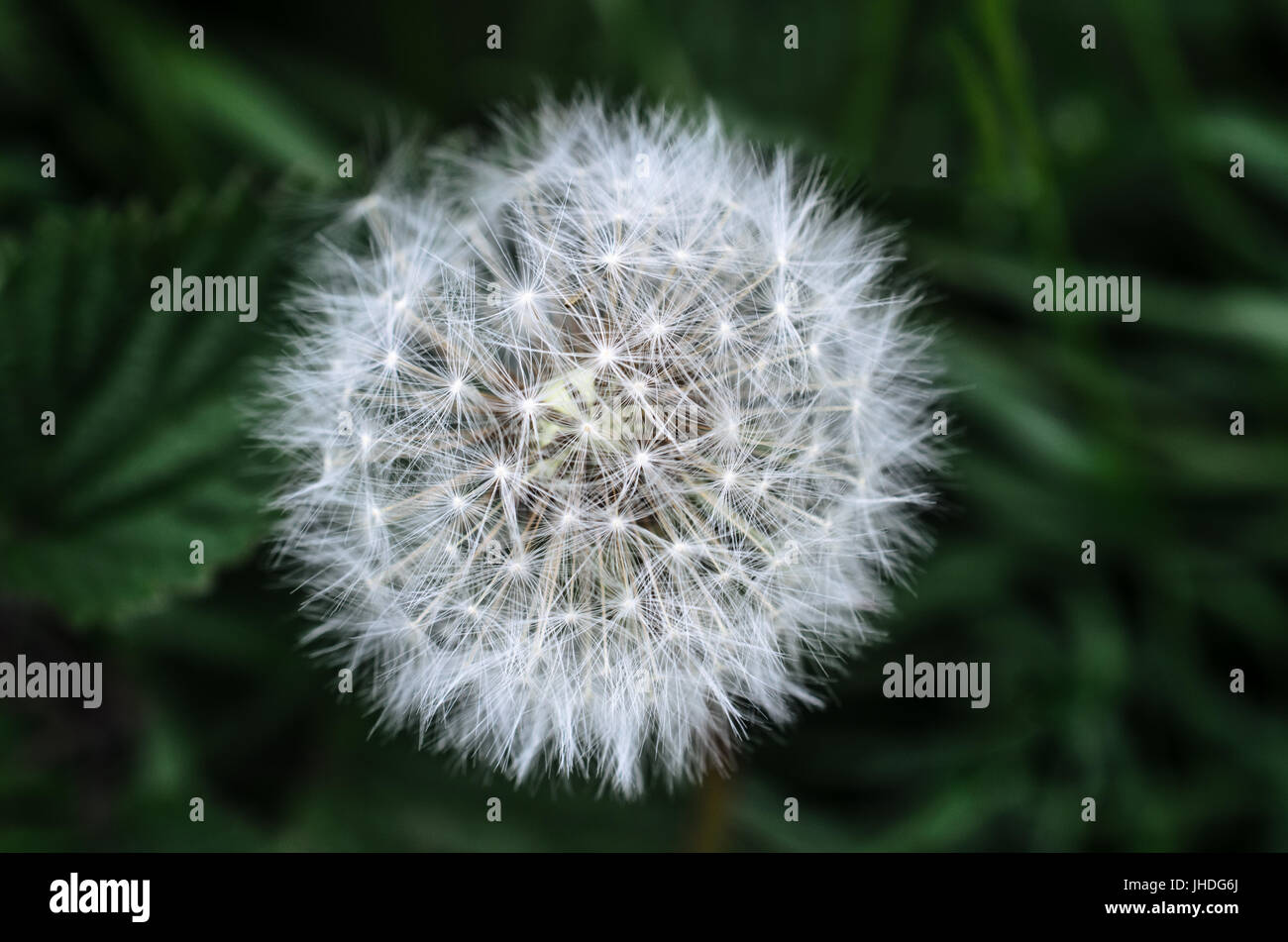 Nahaufnahme von einer weißen Blume Löwenzahn Uhr Kopf in einer natürlichen Umgebung mit dunkelgrünen Wald Laub im soft-Fokus-Hintergrund. Stockfoto