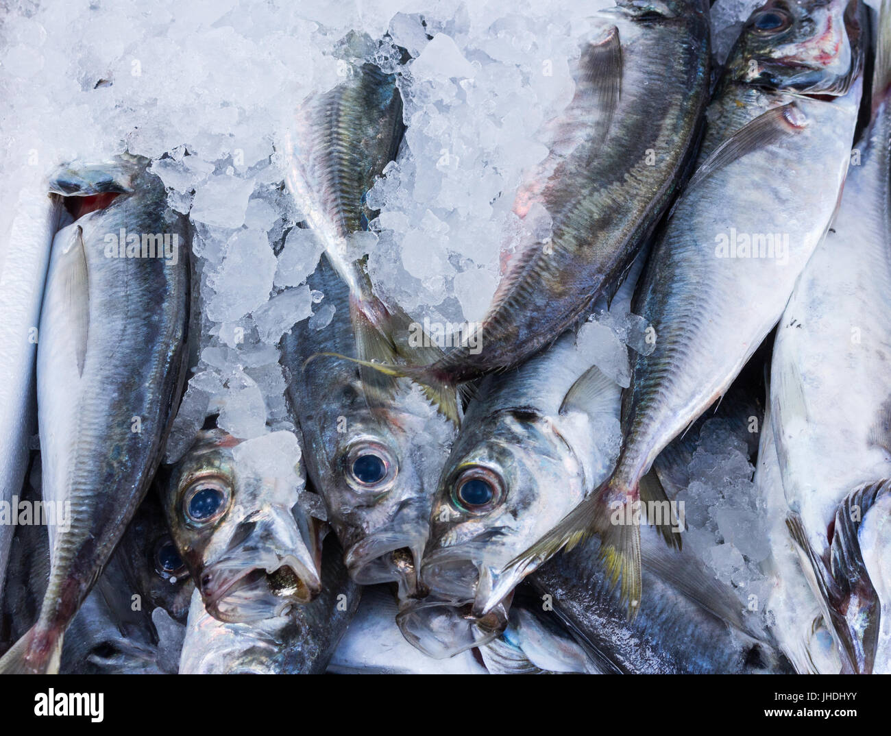 frischer Fang von Mackerlels auf mediterranen Markt Stockfoto
