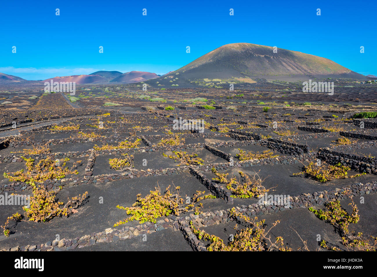 Weinberge in Vulkanlandschaft auf Lanzarote, Kanarische Inseln, Spanien Stockfoto