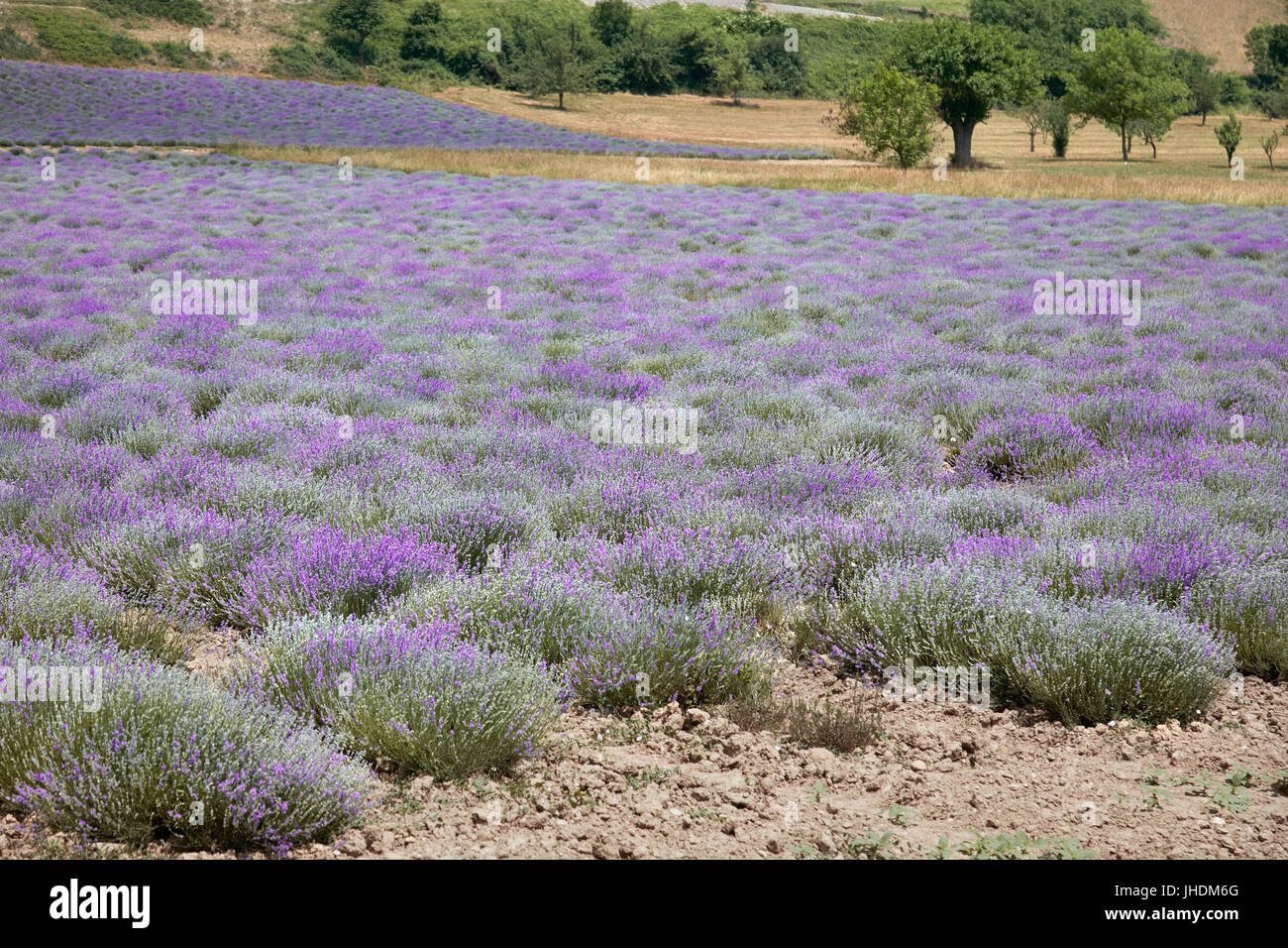 Lavendel-Feld in der getrockneten Sommer Landschaft Stockfoto