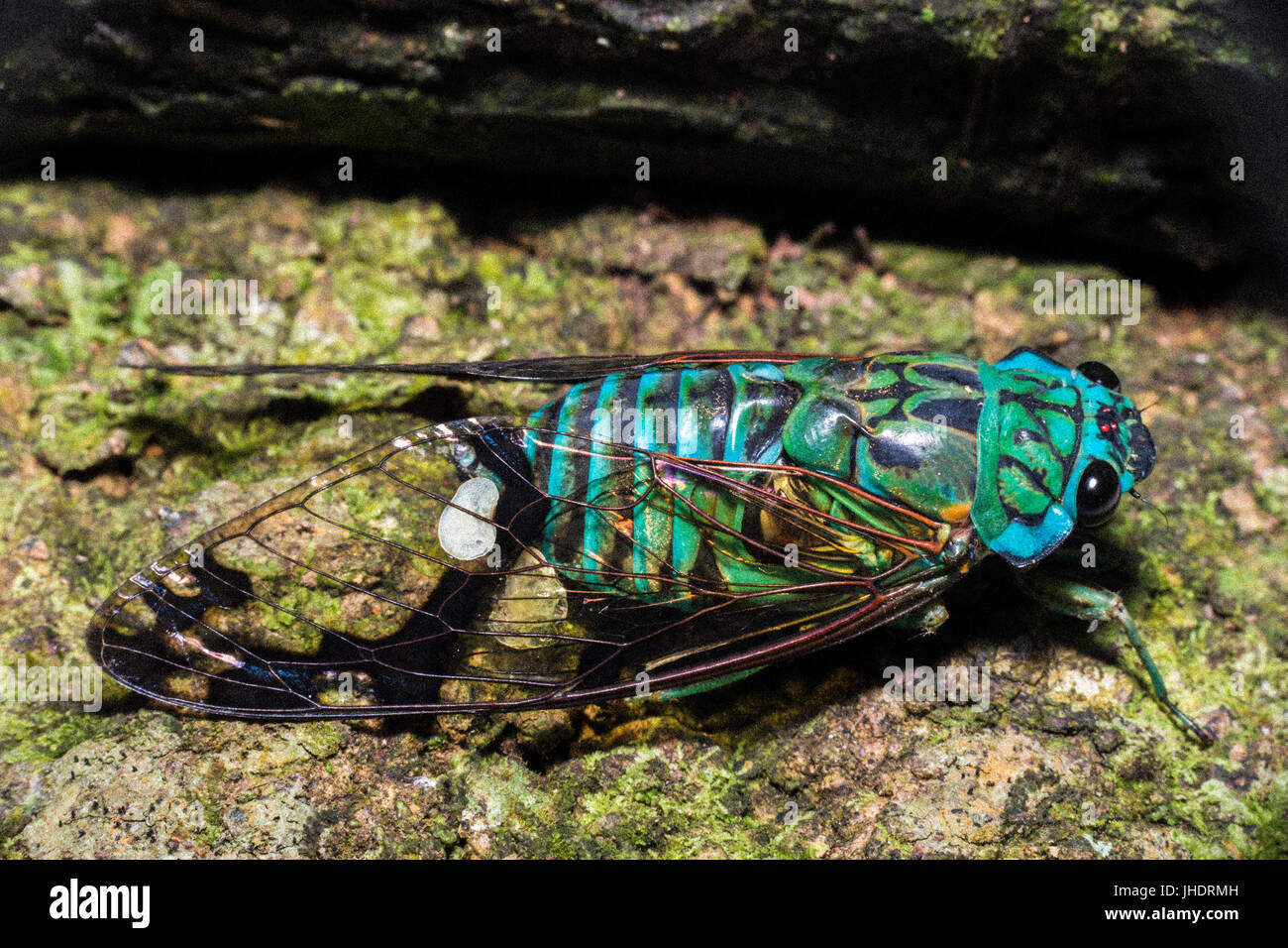 Zikade Insekt Nahaufnahme Bild mit starken intensiven Farben Stockfoto