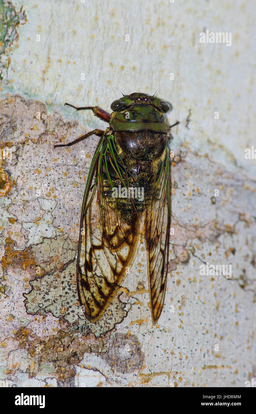 Zikade Insekt Nahaufnahme Bild mit starken intensiven Farben Stockfoto