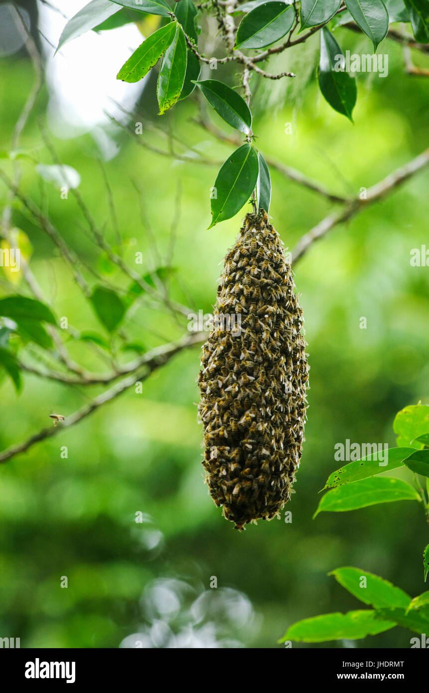 Afrikanisierten Bienen Bienenstock an einem Baum hängen Stockfoto