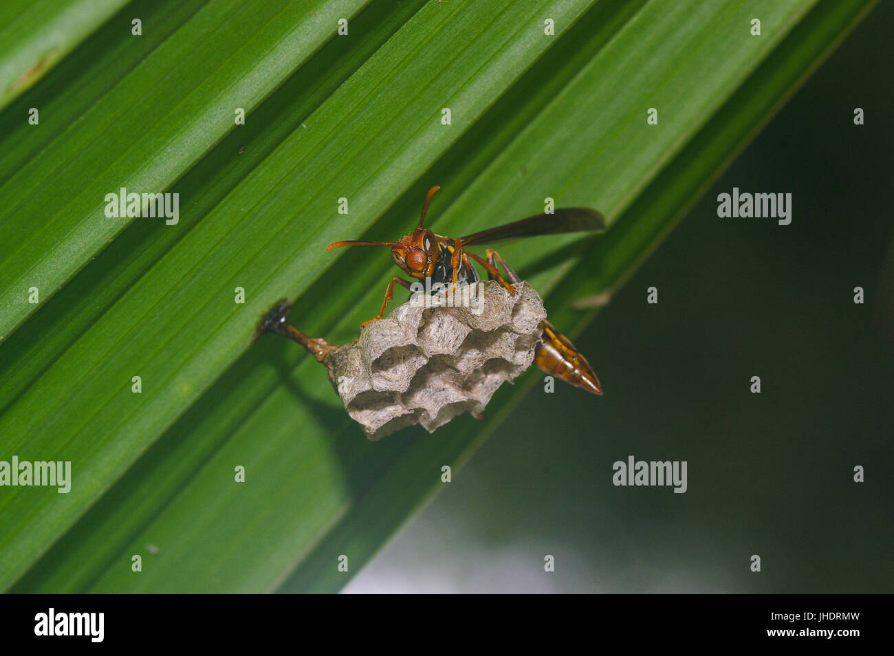 Großen Wespe beginnen, bauen ein Nest unter einem Palmblatt Stockfoto