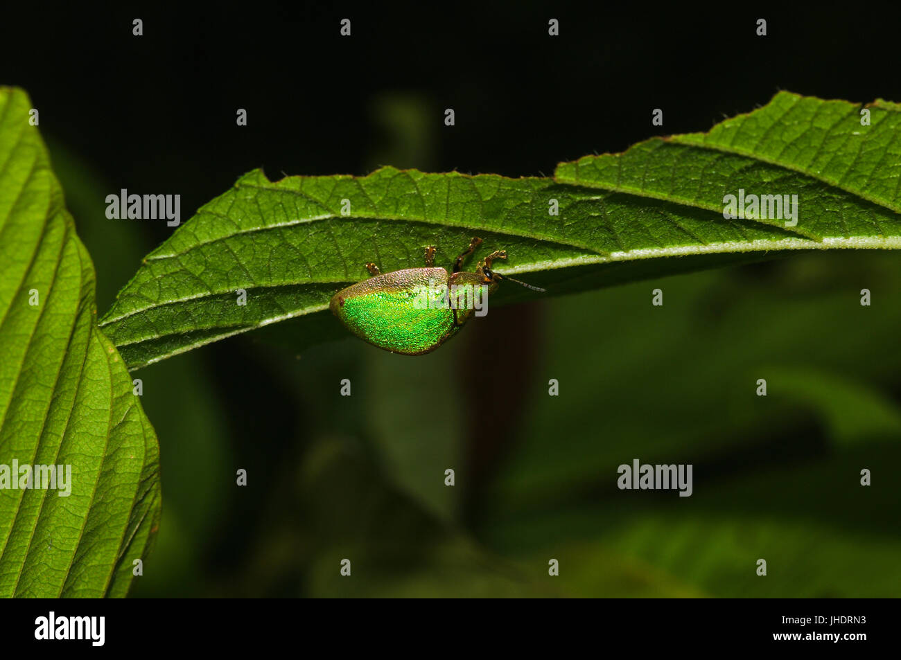 Kleinen grünen Bug auf der Unterseite von einem grünen Blatt Stockfoto