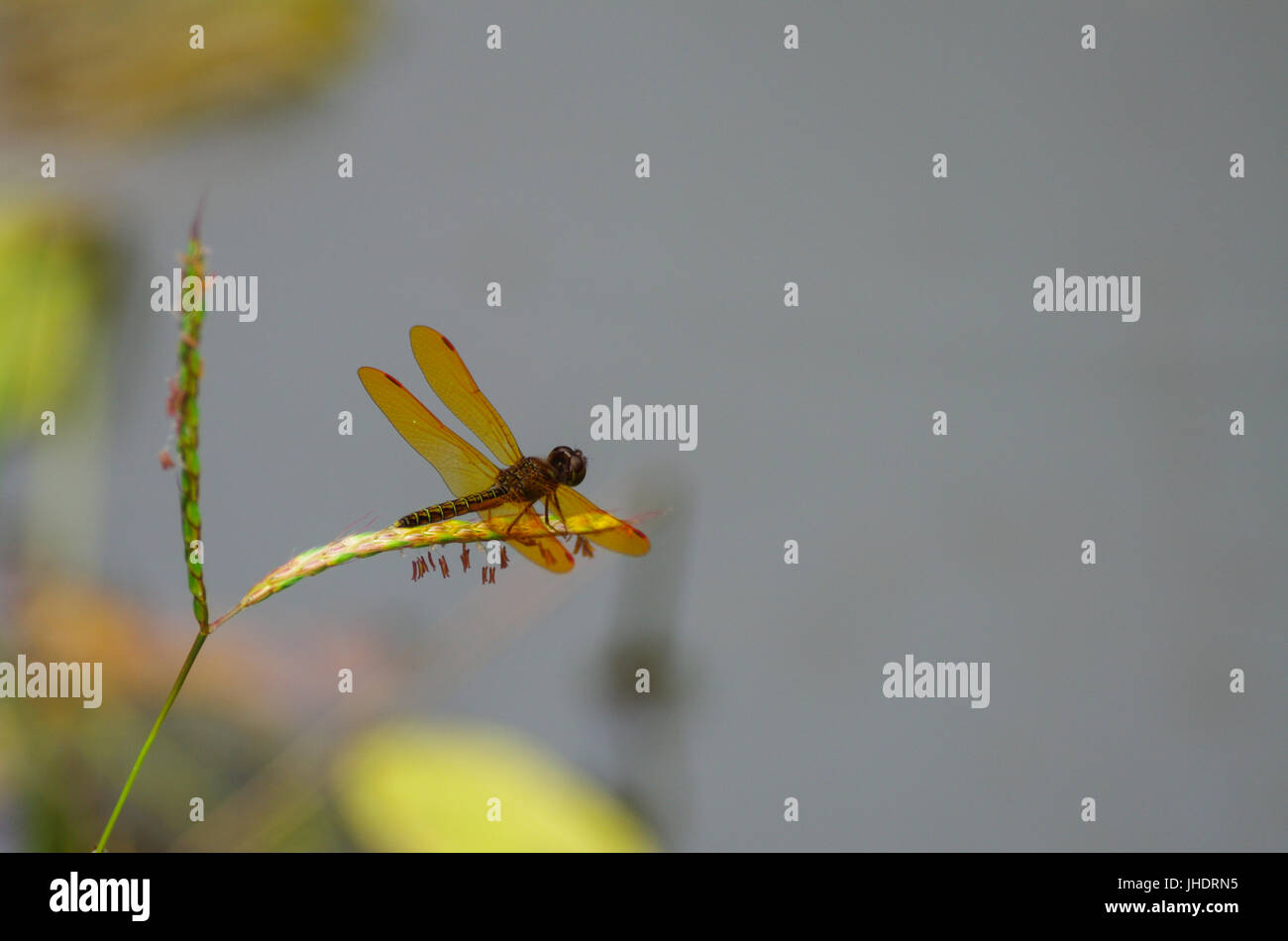 Orange Libelle auf eine Pflanze mit klaren Hintergrund Stockfoto