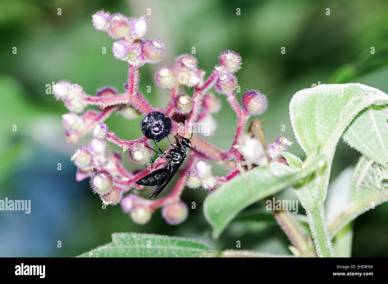 schwarze Wespe ernähren sich von Beeren Stockfoto