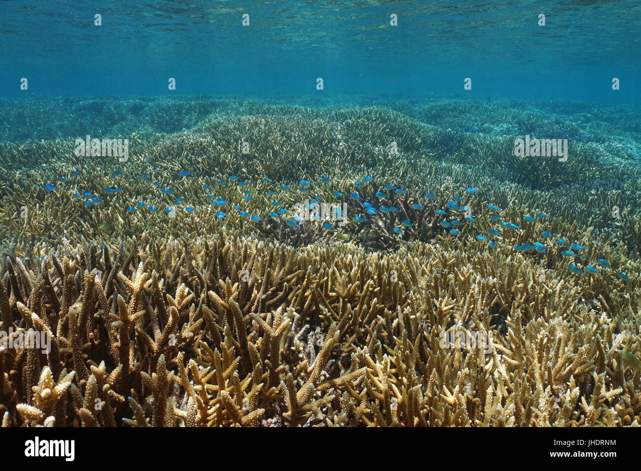 Unberührten flachen Korallenriff mit Hirschhorn Korallen und eine Schule der Fische blau-grünen Chromis, Neu-Kaledonien Stockfoto
