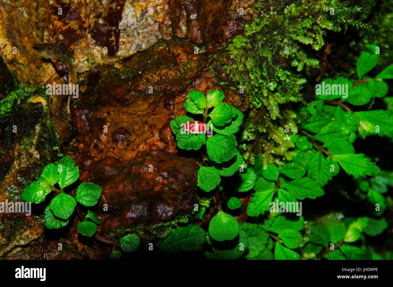 Einsame kleine Red Bug im Regenwald Stock Stockfoto