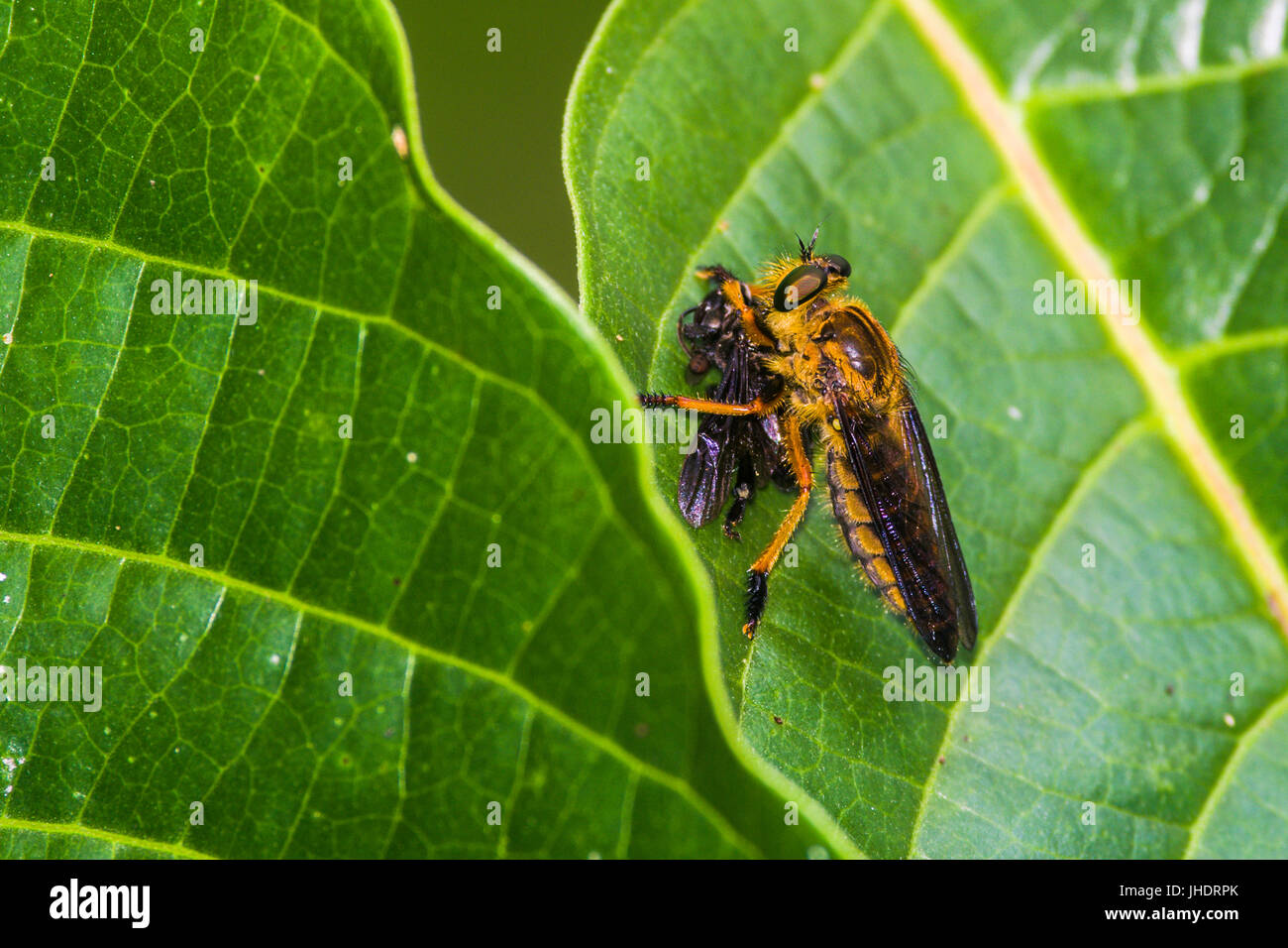 Die Assasin-Fliege isst eine kleine schwarze Wespe Stockfoto