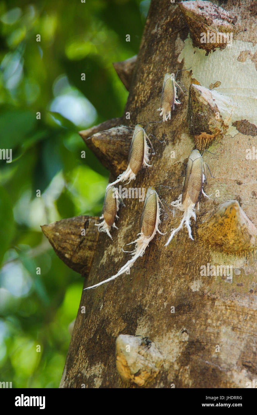 Pterodictya Reticulari Wachs-Tail Trichter Planthoppers auf einem Baum im Regenwald Panamas Stockfoto