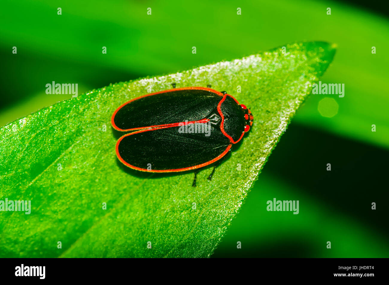 Makro-Foto von einem winzigen schwarzen und roten Insekt Stockfoto