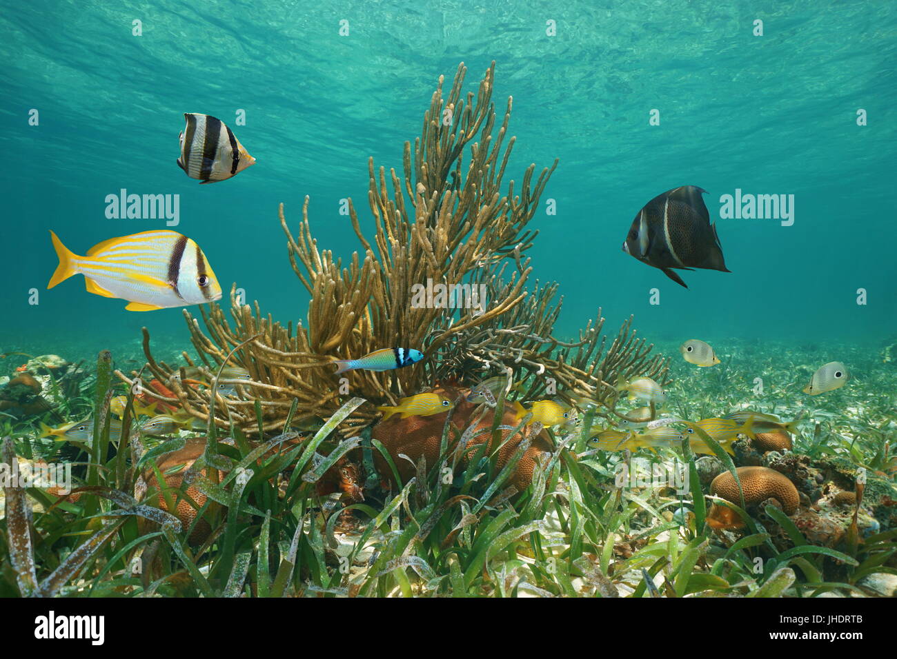 Unterwasserwelt Unterwasserwelt mit Fischen und Korallen in der Karibik, große Antillen, Kuba Stockfoto