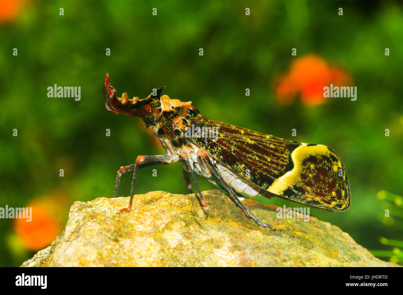 Seltsame Insekt vom Regenwald Panamas Stockfoto