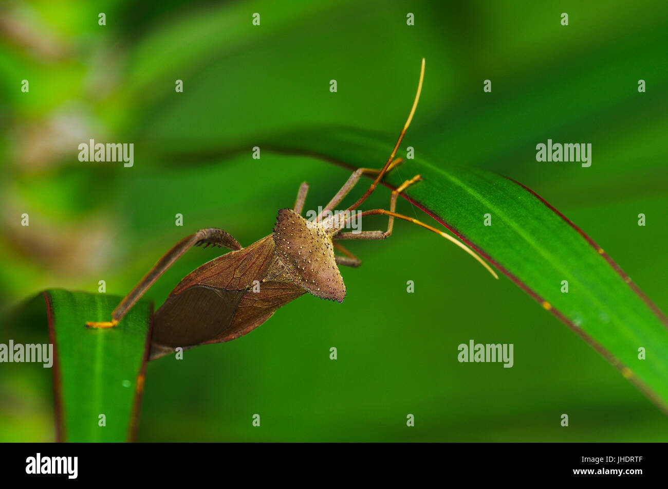 Blatt-Bug mit Horn Schultern aus Regenwald Panamas Stockfoto