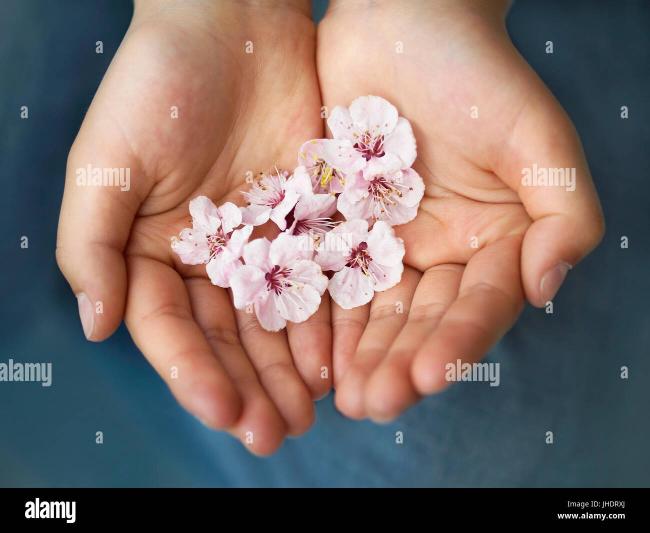 kleine Asiatin Hände halten Sakura Blumen auf Denim blau Hintergrund im Frühjahr Stockfoto