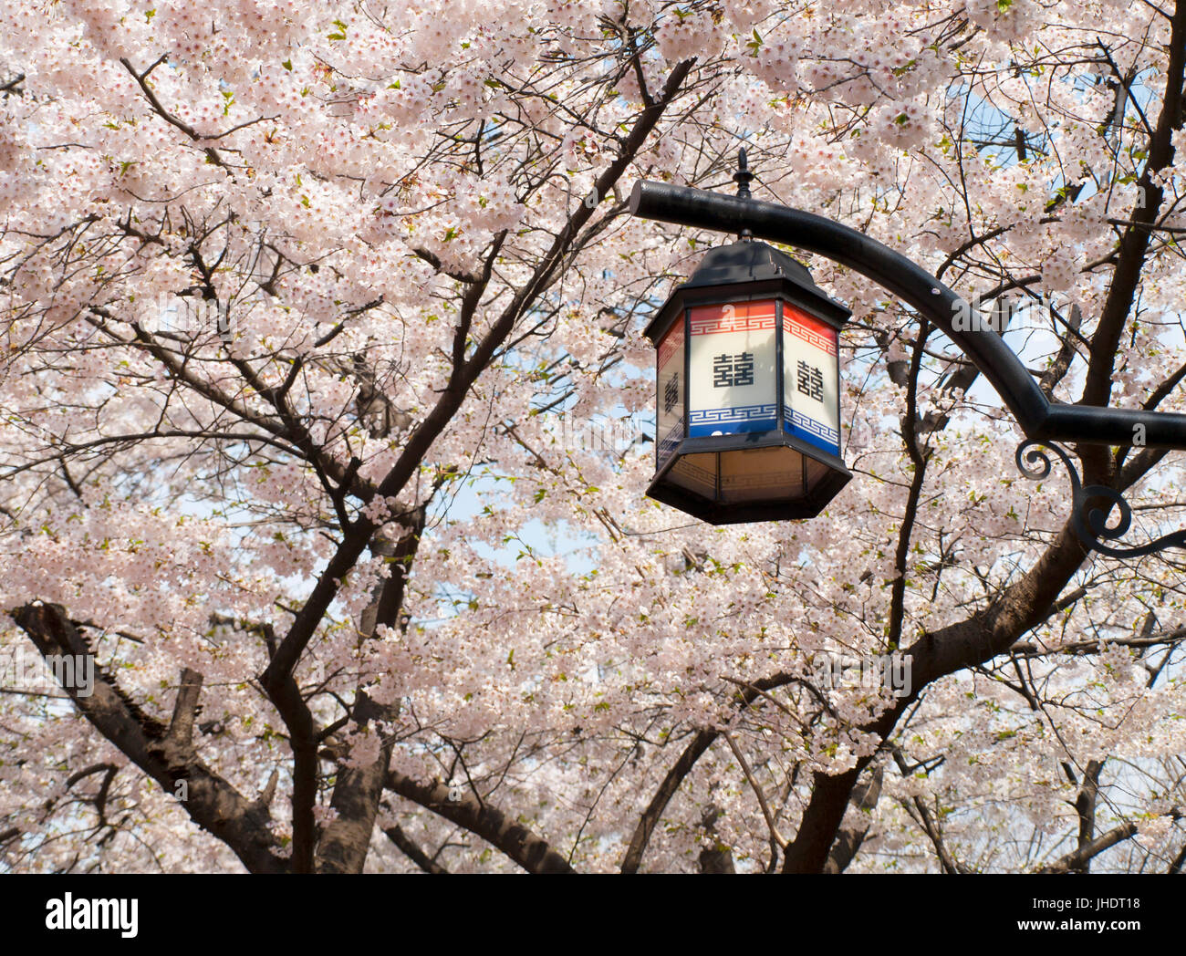 blühende Kirschbäume in Seoul und asiatischen Straße Licht Stockfoto