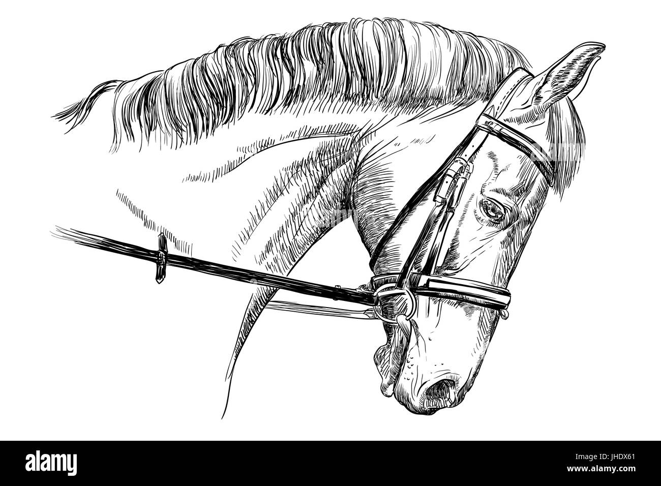 Isolierte Pferdekopf mit Trense in schwarz Vektor Handzeichnung Abbildung auf weißem Hintergrund Stock Vektor
