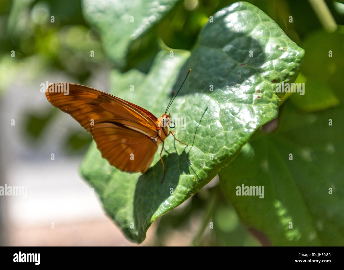 Horizontale Seitenansicht des orange Julia Longwing Schmetterling, Dryas Iulia, mit Flügeln, und gekräuselte Zunge oder Rüssel Stockfoto