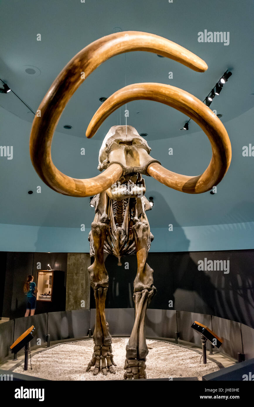 Versteinerte Skelett von kolumbianischem Mammut Ausstellung bei La Brea Tar Pits Museum in Los Angeles, Kalifornien, von Pleistozän, mit großen Stoßzähnen. Stockfoto