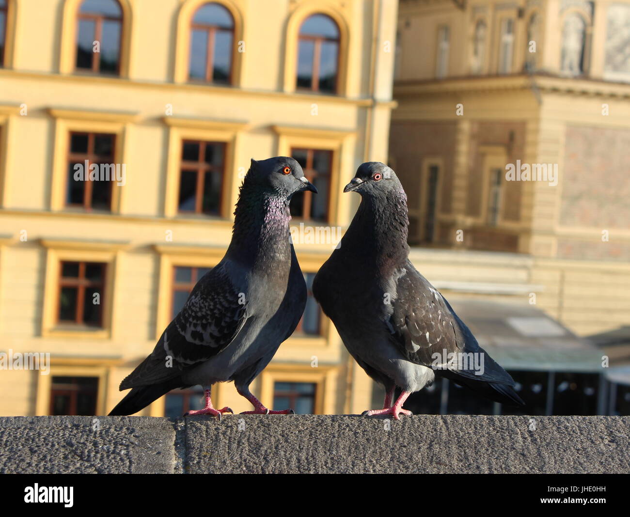Zwei Liebe Vögel auf der Karlsbrücke in Prag Stockfoto