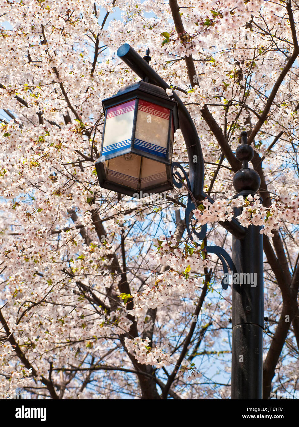 Asian-Straßenlaterne und blühenden Kirschbaum Äste an sonnigen Tag im Namsan Park, Seoul, Südkorea Stockfoto