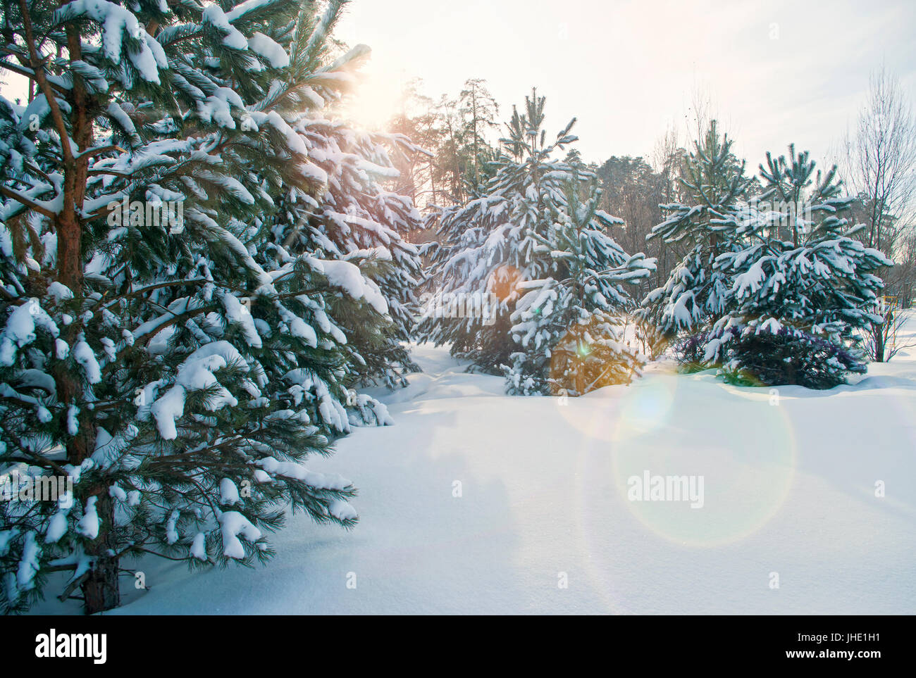 schneebedeckte Tannen in Russland Wald Stockfoto