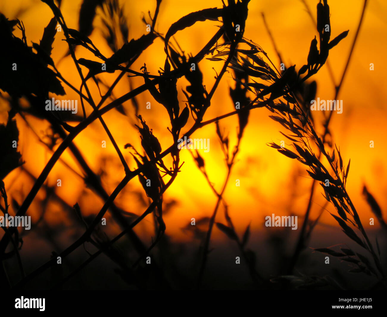 Goldener Sonnenuntergang hinter Silhouette Weizen Stockfoto