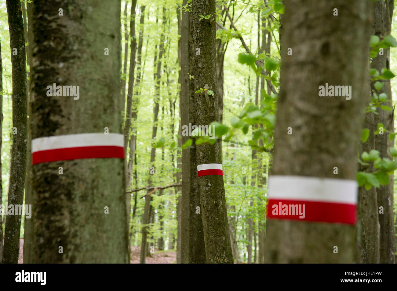 Coverted Eingang zum Bunker des Pommerschen Greif (Gryf Pomorski) polnischen antifaschistischen Widerstandsgruppe im Wald in Mirachowskie-, Polen. 20 Mai 2017 © Wojc Stockfoto