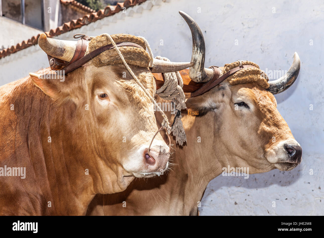 Feier des ländlichen Traditionen Chirche. Chirche Gemeinde (Insel Teneriffa) Spanien Stockfoto