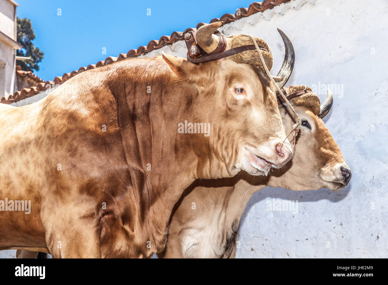 Feier des ländlichen Traditionen Chirche. Chirche Gemeinde (Insel Teneriffa) Spanien Stockfoto