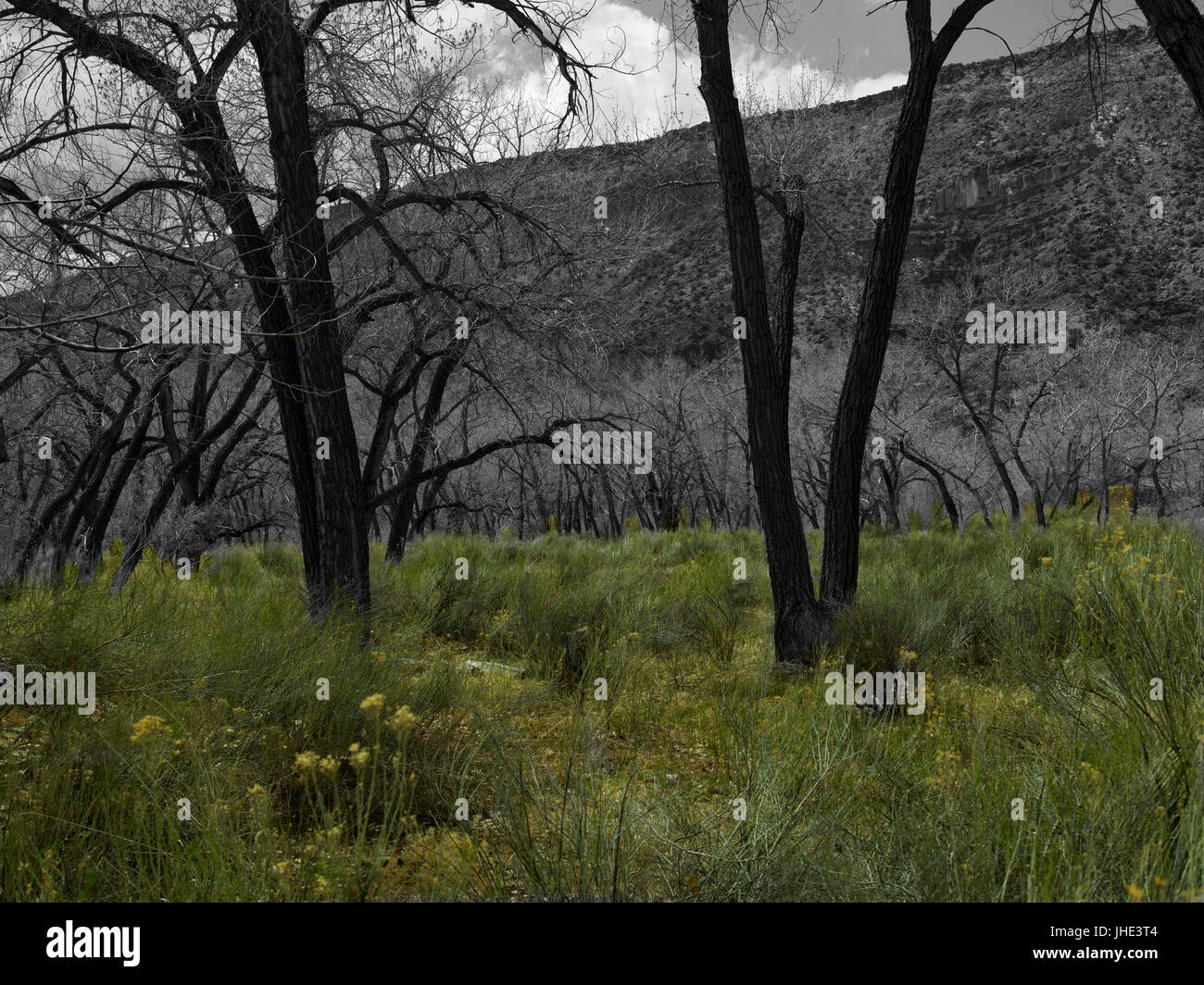 Baumgruppe Baumwolle Holz außerhalb Jemez Springs, New-Mexico Stockfoto